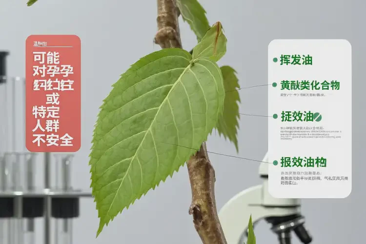 孕37周4天吃溫柏可以嗎(圖2)