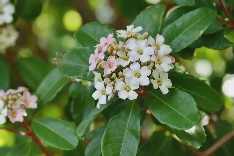 孕17周可以吃石楠嗎(圖3)