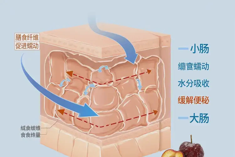 康復(fù)期可以吃梅子嗎(圖1)