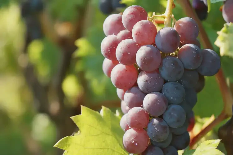 青春期男生吃香水葡萄可以吗(图3)