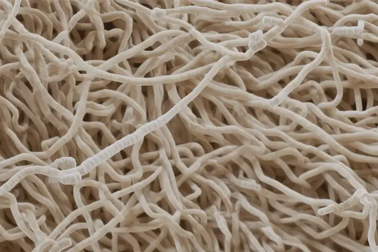 排卵期可以吃香水蘋果嗎(圖2)