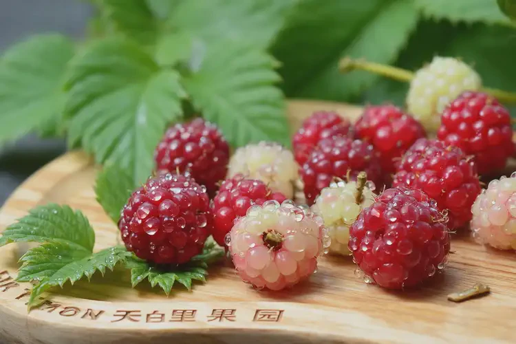 孕23周4天吃白里葉莓可以嗎(圖4)