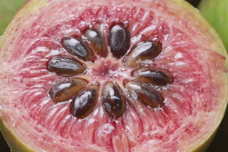 懷孕第24周吃紅毛丹可以嗎(圖3)