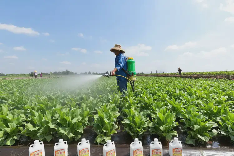 懷孕50天吃秧白葉可以嗎(圖1)