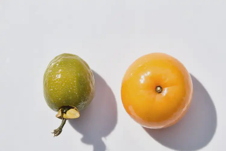 成長期吃金橘可以嗎(圖1)