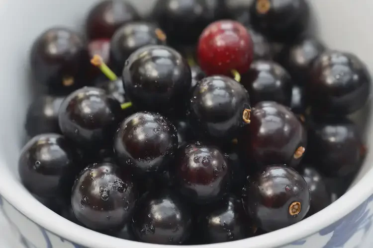 孕13周1天吃黑醋栗可以嗎(圖3)