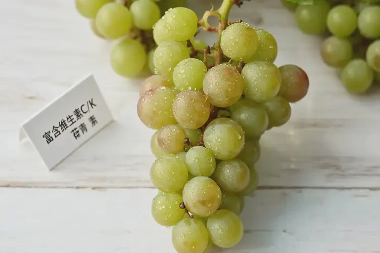 微創(chuàng)術(shù)后可以吃香水葡萄嗎(圖1)