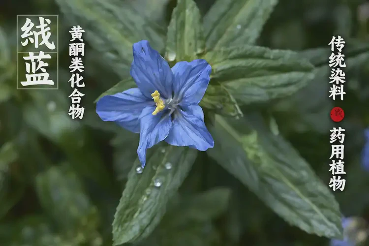 孕40周3天吃木藍(lán)可以嗎(圖3)