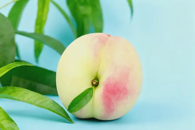 懷孕1個多月可以吃油桃嗎(圖2)