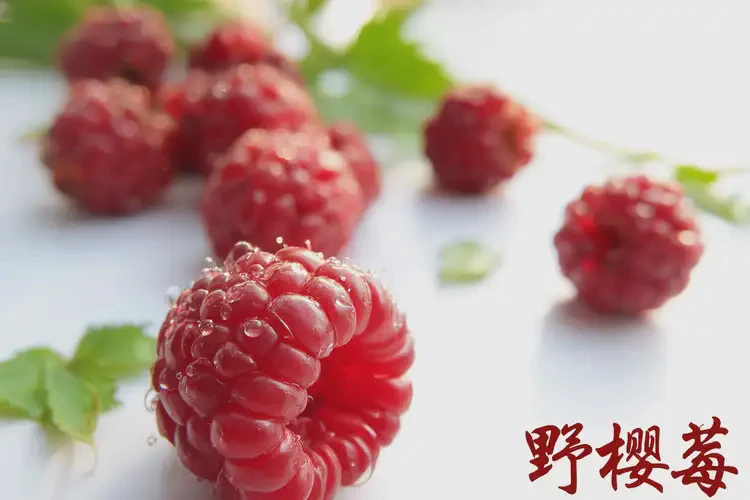 懷孕11周可以吃野櫻莓嗎(圖4)