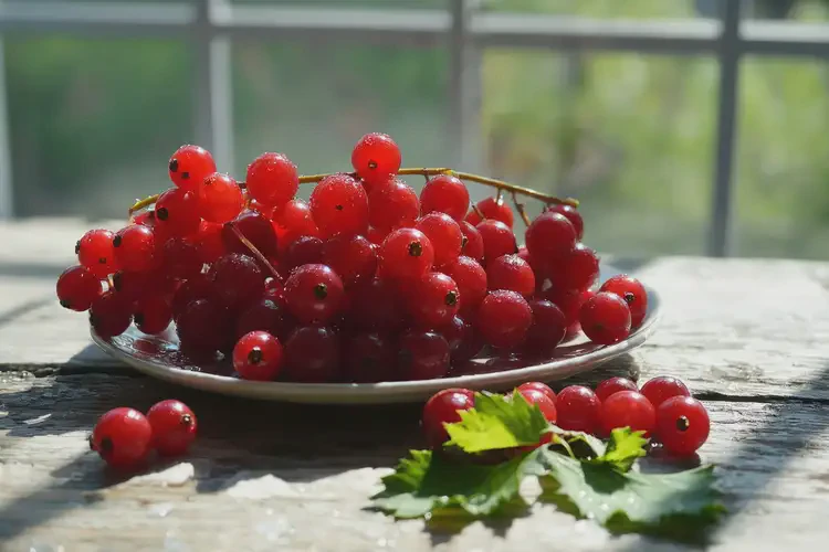 成長期可以吃紅醋栗嗎(圖4)
