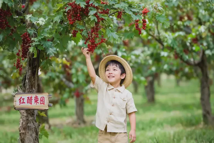 成長期可以吃紅醋栗嗎(圖1)