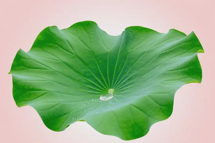 老年人肛周经常起湿疹可不可以根治(图1)