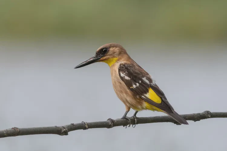 38岁中午血糖8点3是怎么回事(图2)