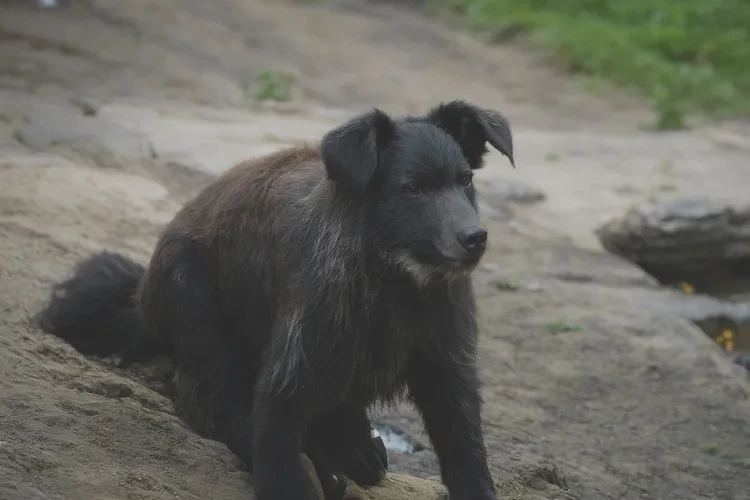 42歲晚餐血糖29.9是怎么回事(圖2)