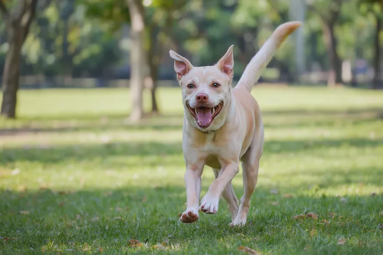 狗狗一般几个月打疫苗(图3)