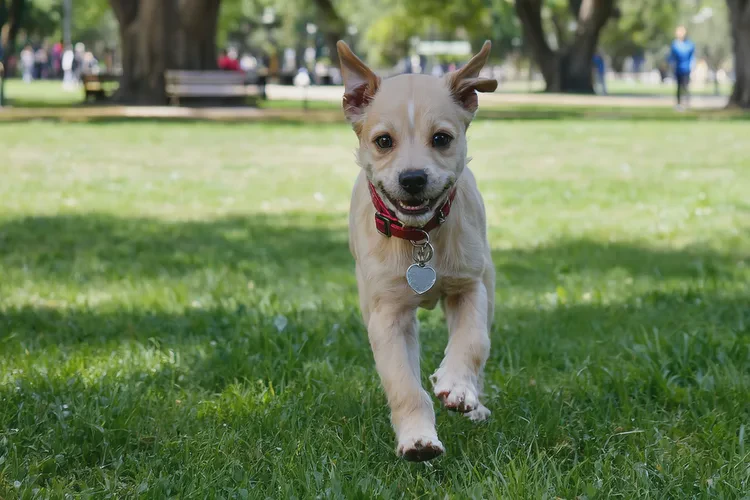 三个月了幼犬还没打疫苗怎么办(图4)