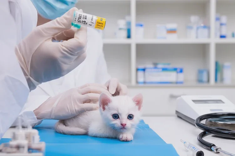 小猫驱虫后多久可以打疫苗(图1)