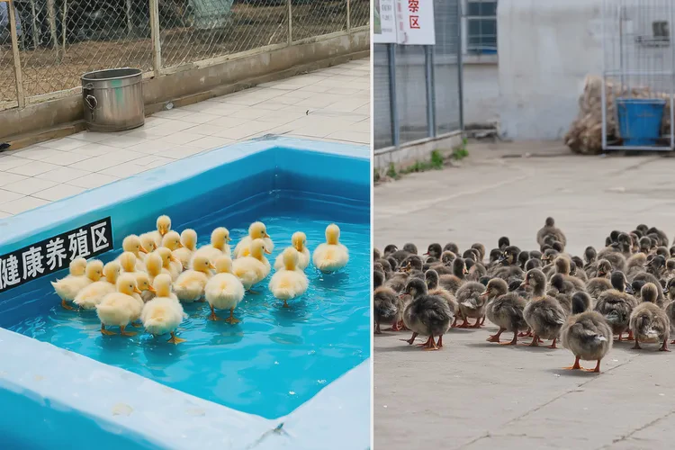 鸭苗不打疫苗可以吗(图3)