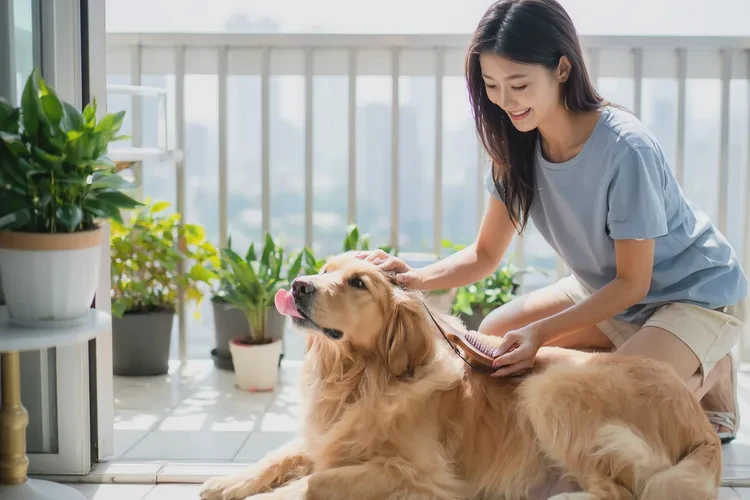 狗狗打疫苗前后可以洗澡嗎(圖2)