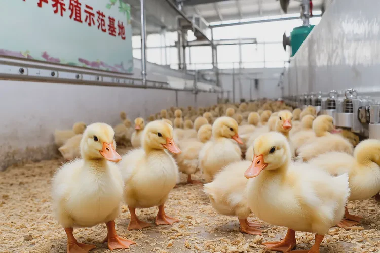 鸭苗不打疫苗可以吗(图1)