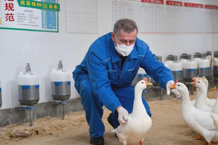 鸭子打疫苗前后要注意什么问题呢(图1)