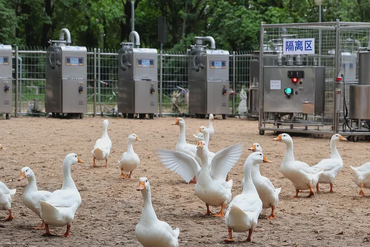 鸭打黄病毒疫苗几天生效(图3)