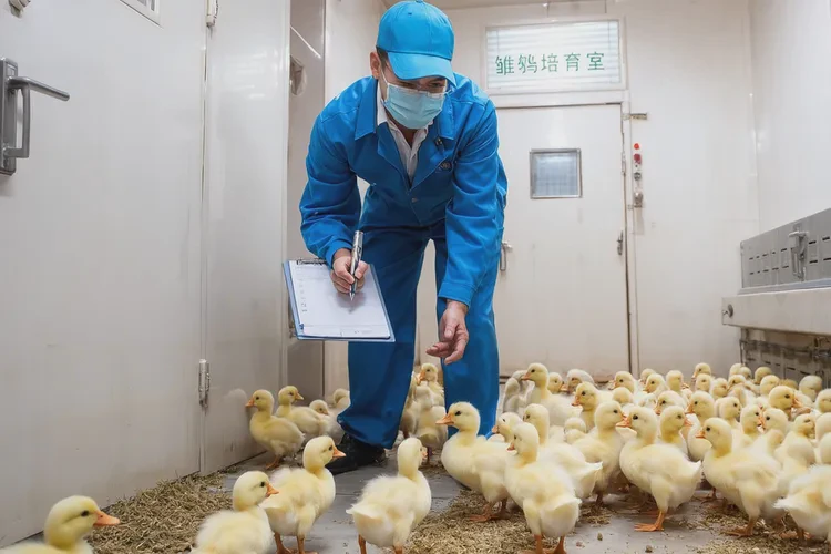 養(yǎng)鴨子需要打哪些疫苗(圖4)