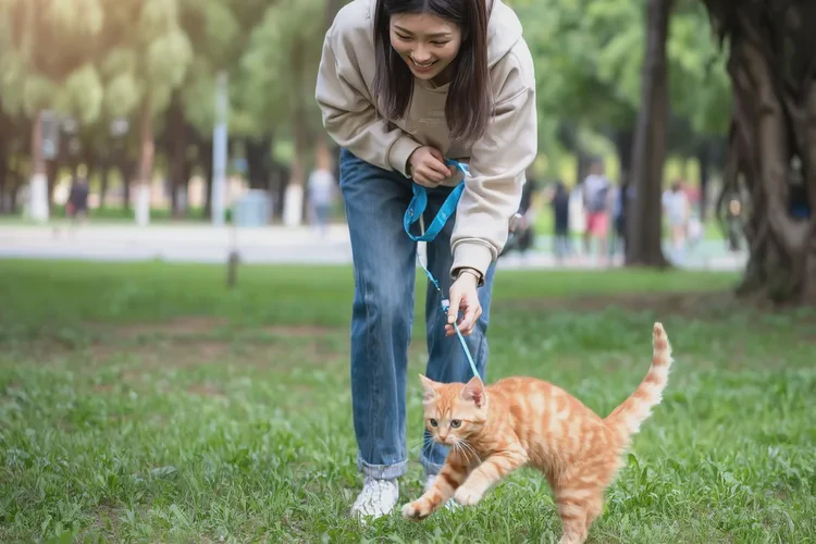 小貓最晚幾個(gè)月打疫苗(圖4)