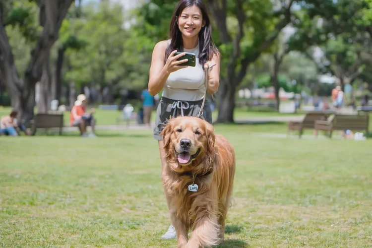 狗狗打完疫苗精神不好怎么辦(圖4)