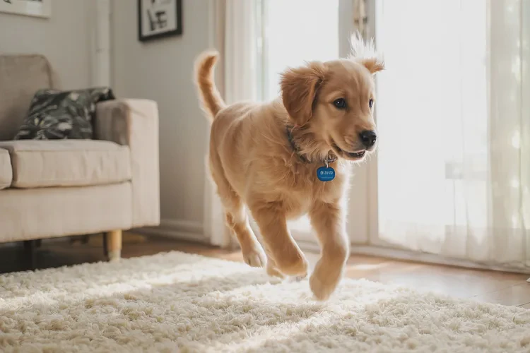 幼犬打疫苗后精神好正常嗎(圖1)