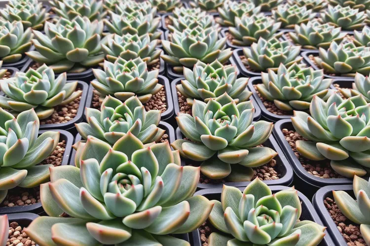 女性肛周出濕疹能治愈嗎(圖1)