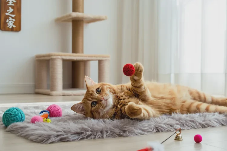 猫咪不建议打狂犬疫苗的原因(图4)