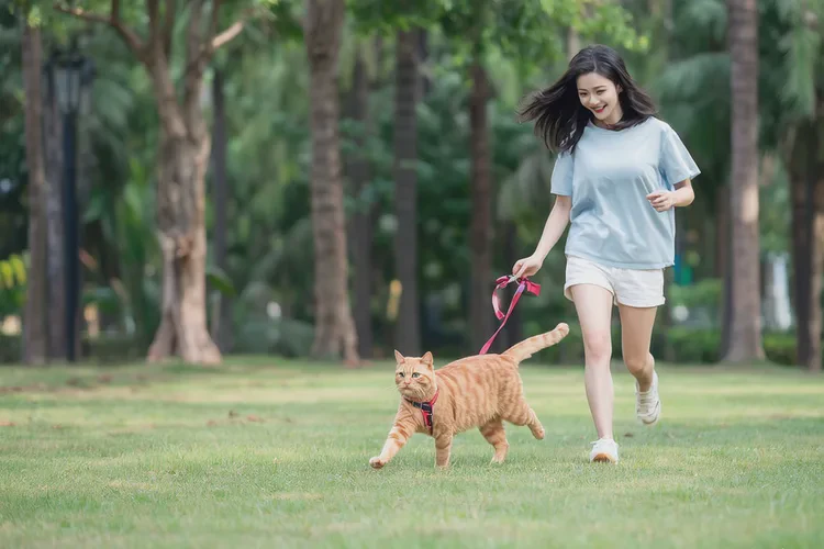 猫咪打疫苗前要禁食吗多久(图4)