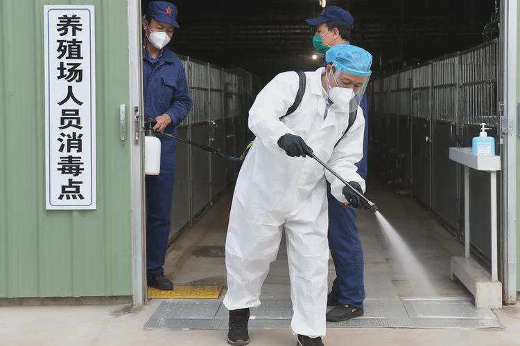 鸡打了新城疫疫苗后要注意什么(图4)